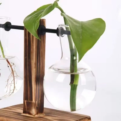 Transparent Bulb Vase with Wood Stand. For hydroponics. Great for coffee shops & room decor.